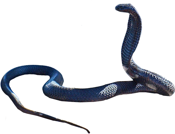 Black Mamba Snake Png Images (black)