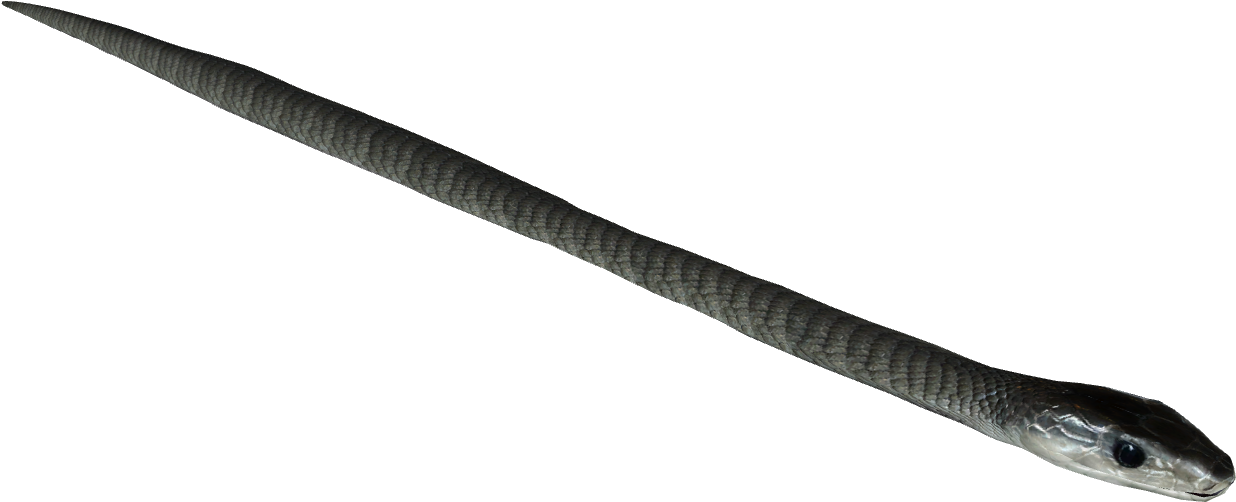 Black Mamba Snake Png Picture (indigo, black)