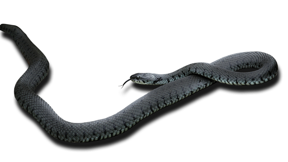 Black Mamba (black)