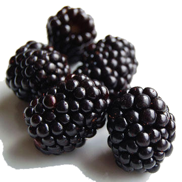 Black Raspberries Png Clipart (black, white)