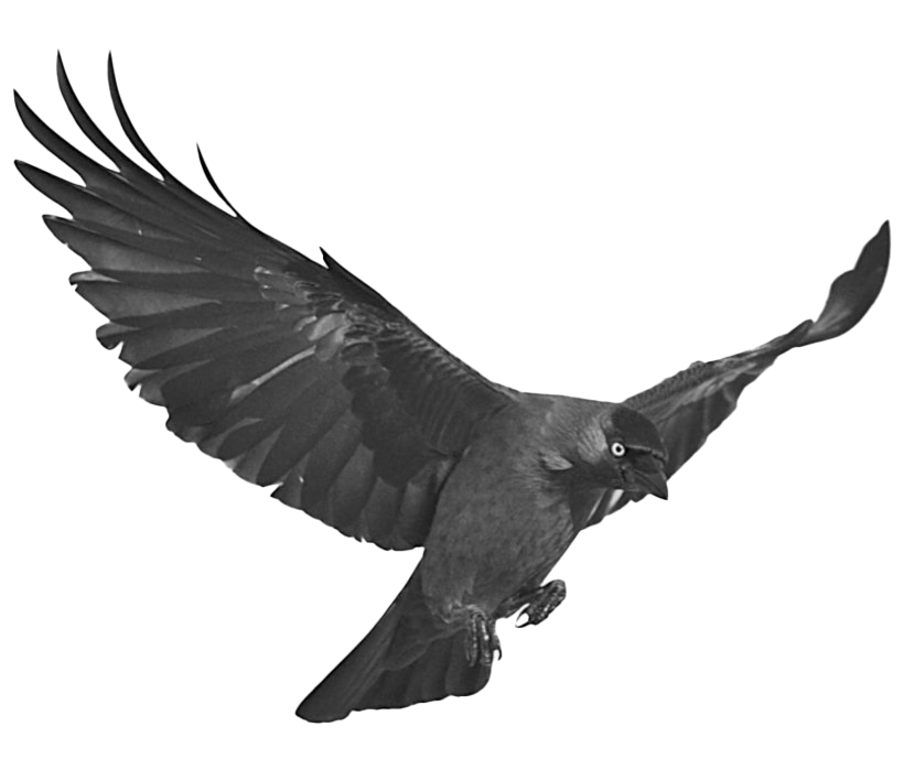 Black Raven Png Photos (indigo, white)