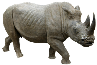 Black Rhinoceros Png Isolated File (black, silver)