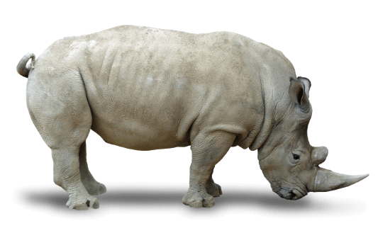 Black Rhinoceros Png Isolated Pic (white, lavender)