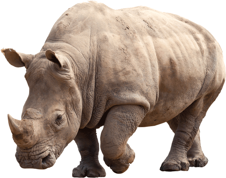 Black Rhinoceros Png (pink, black, beige, silver)