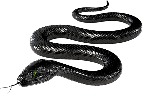 Black Snake Png File (white, black, gray)