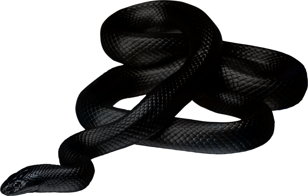 Black Snake Png Pic (black)