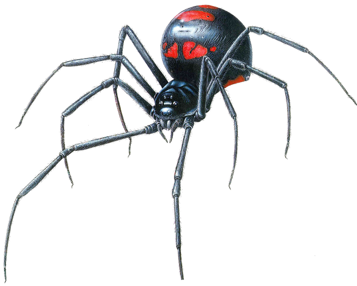 Black Widow Spider Transparent Png (black)