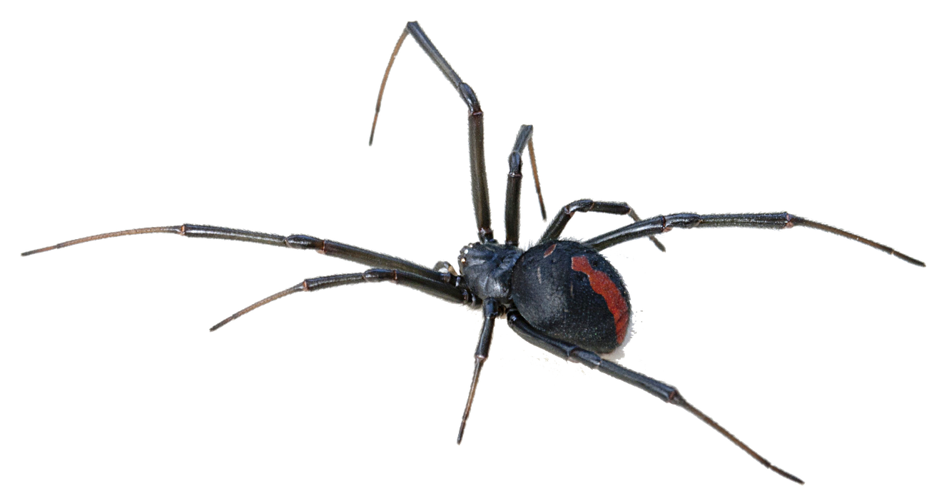 Black Widow Spiders Png Isolated File (black)