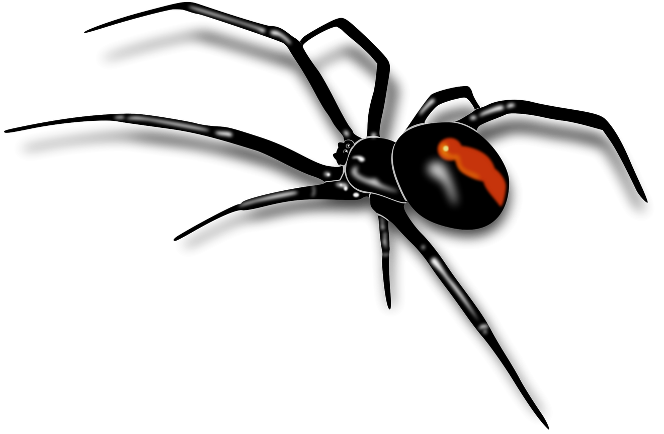 Black Widow Spiders Png Isolated Pic (black)