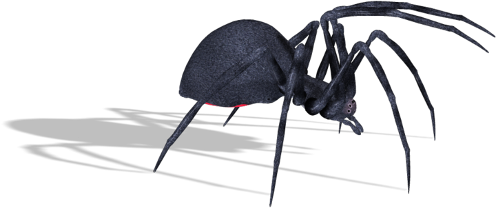 Black Widow Spiders Png Photo (black, indigo)