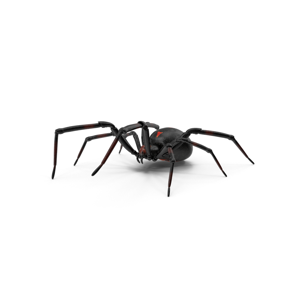 Black Widow Spiders Png Pic (black)