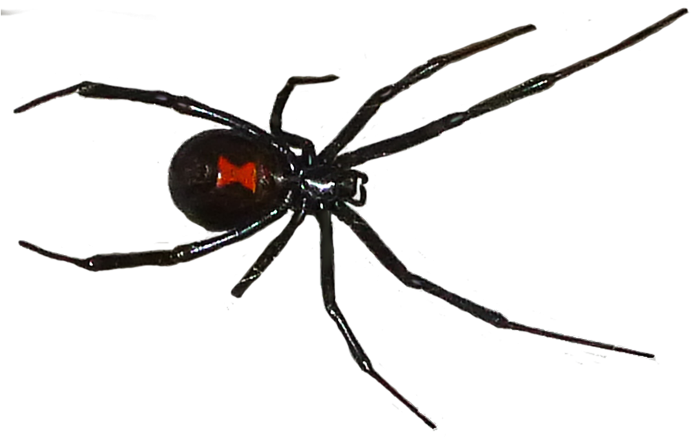 Black Widow Spiders Png (black)