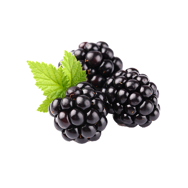 Blackberry Fruit Png Clipart (white, black)