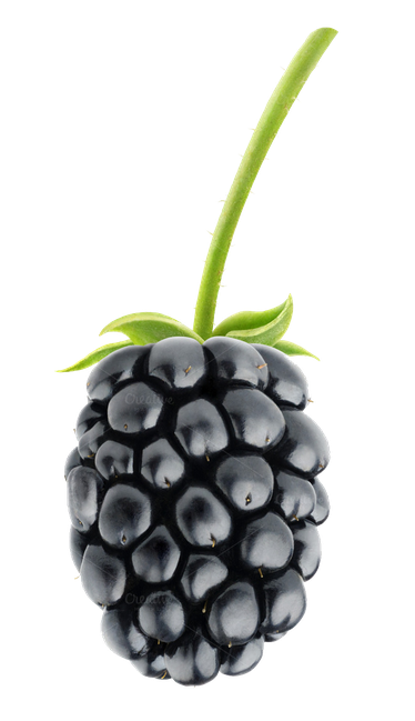 Blackberry Fruit Png Photos (black, gray, indigo)