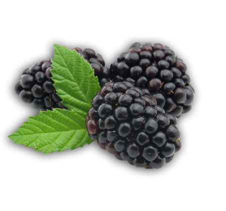 Blackberry Fruit Png Picture (black)