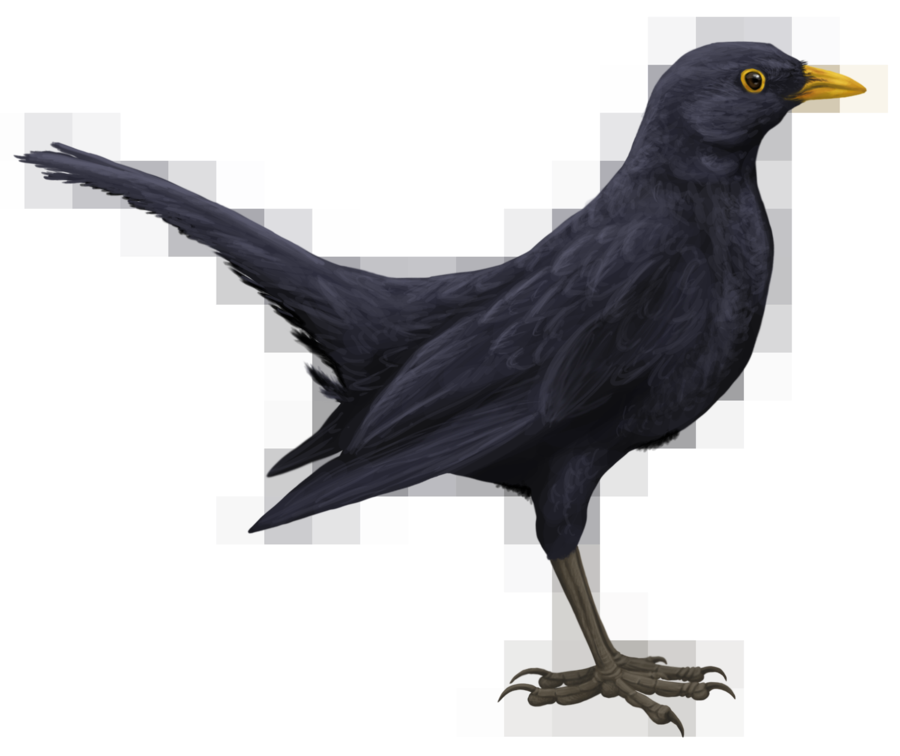 Blackbird Png Hd (black, indigo)