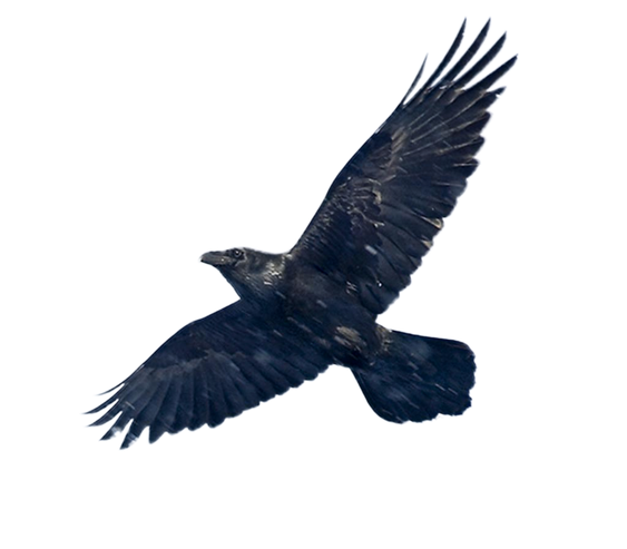 Blackbird Png Image (black)