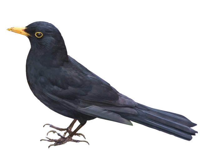 Blackbird Png Picture (black, indigo)