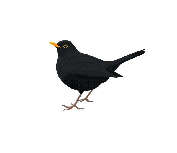 Blackbird Png Transparent Picture (black)