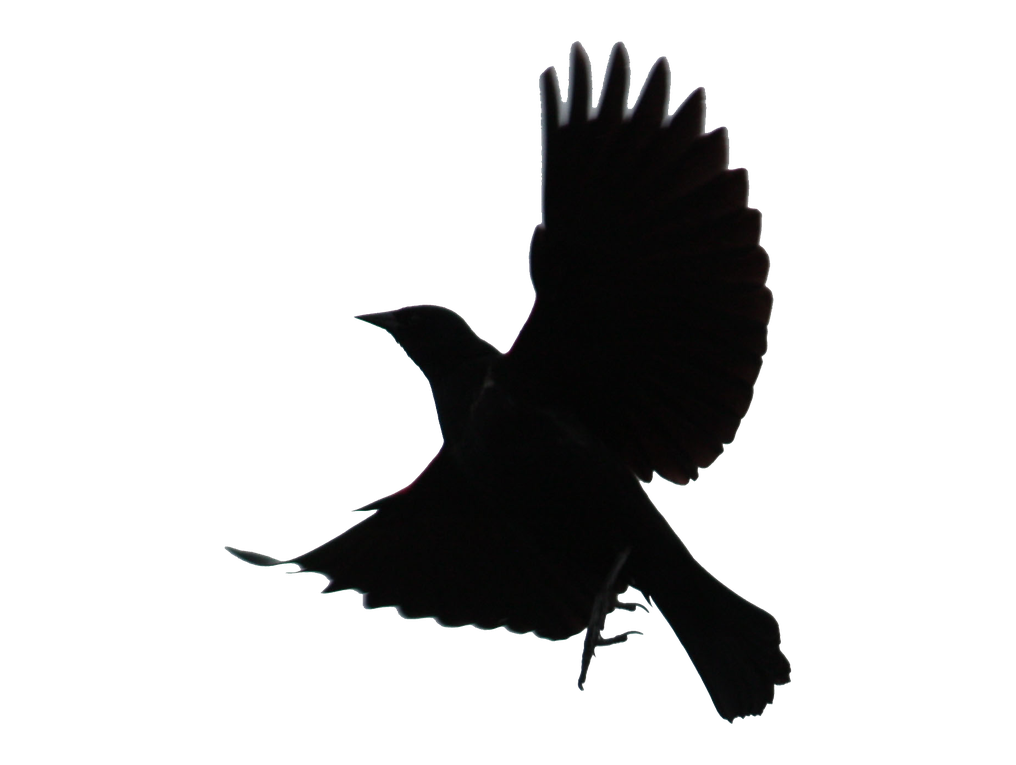 Blackbird Png Transparent (black)