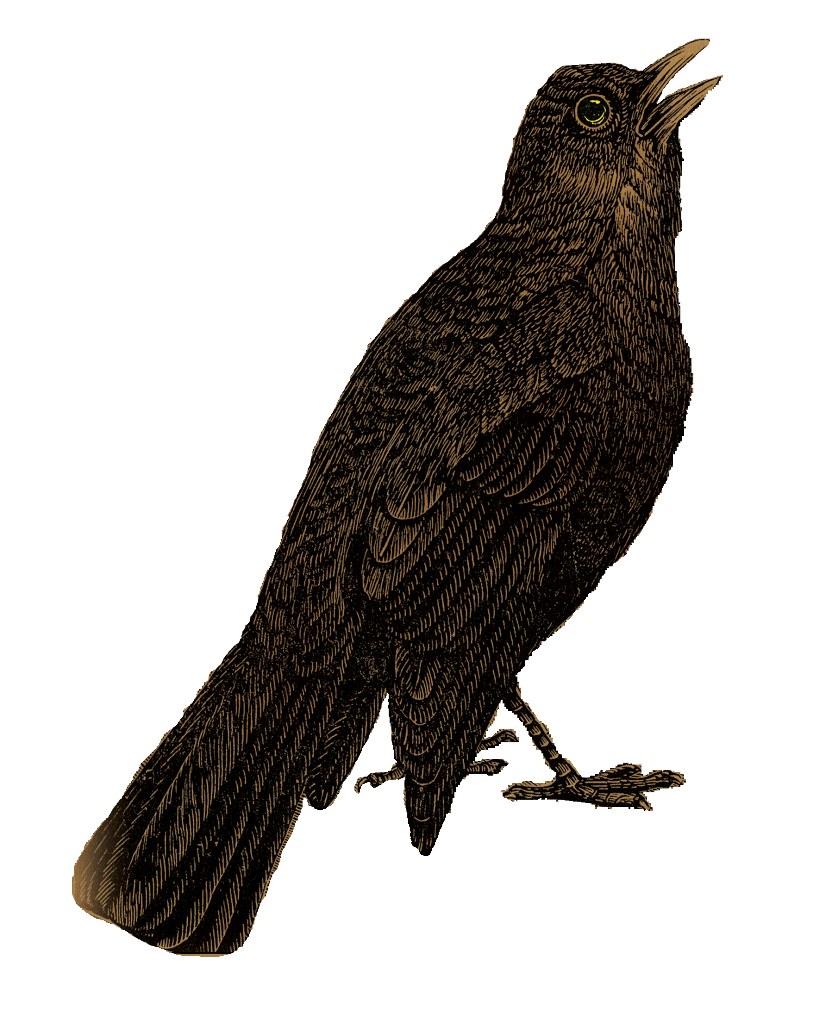 Blackbird Transparent Background (black)