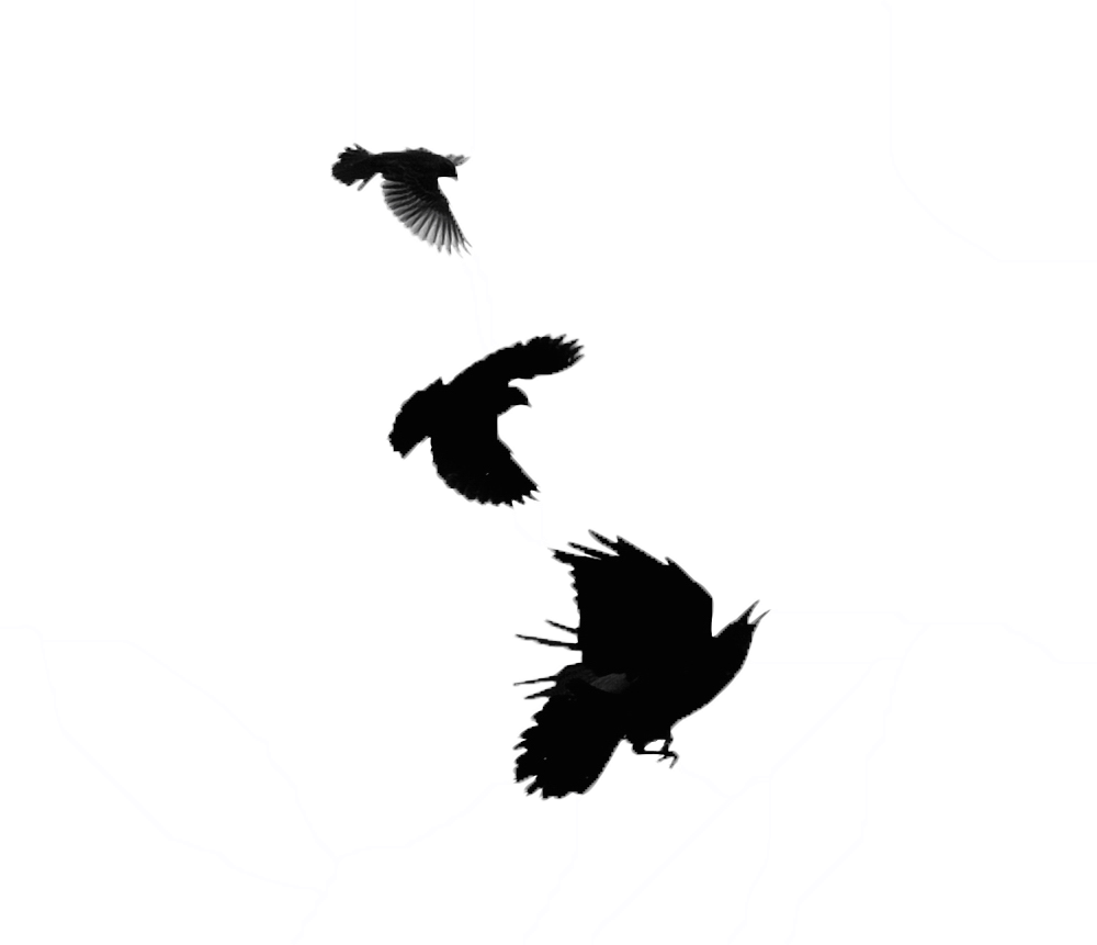 Blackbird Transparent Images Png (black)