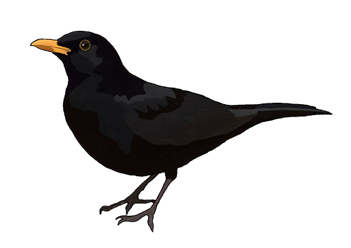 Blackbird Transparent Png (white, lavender, indigo)