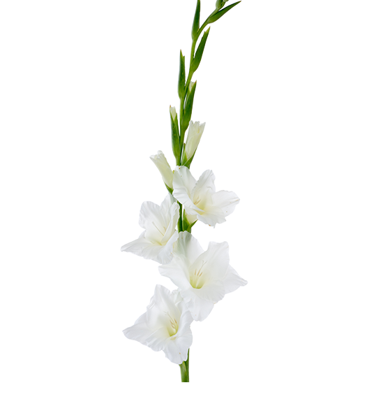 Gladiolus Flower Png Clipart (lavender, white)