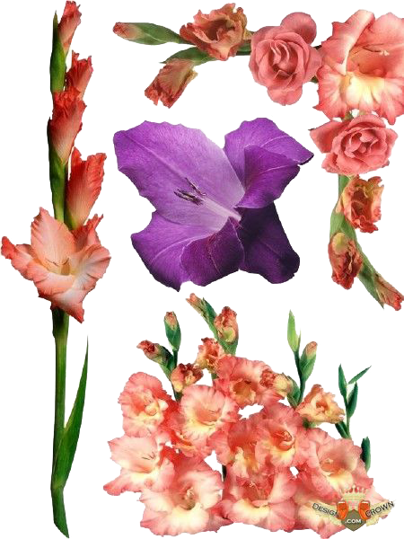 Gladiolus Flower Png Cutout (white)