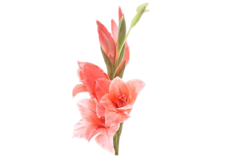 Gladiolus Flower Png File (gray)