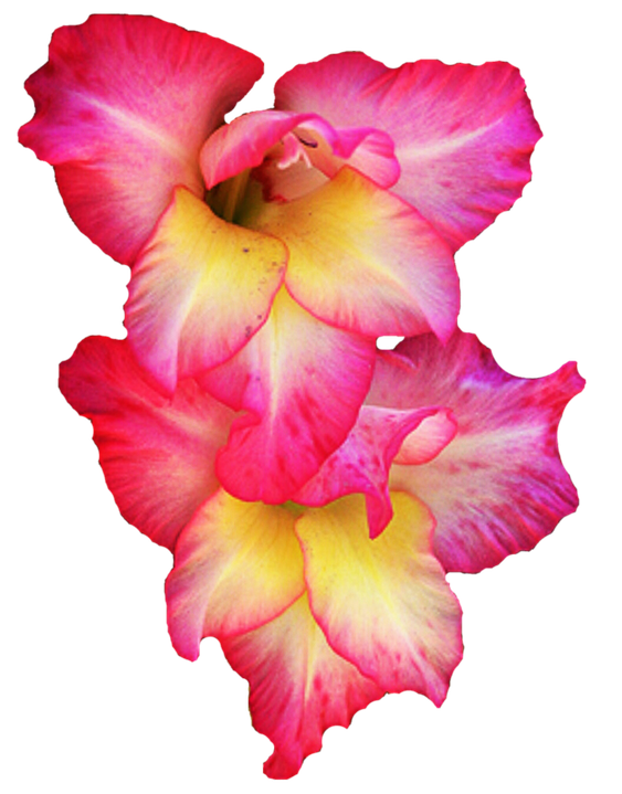 Gladiolus Flower Png Images (black)