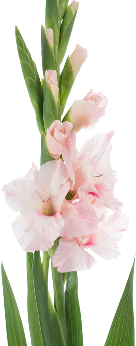 Gladiolus Flower Png Photo (beige, black, lavender, white)