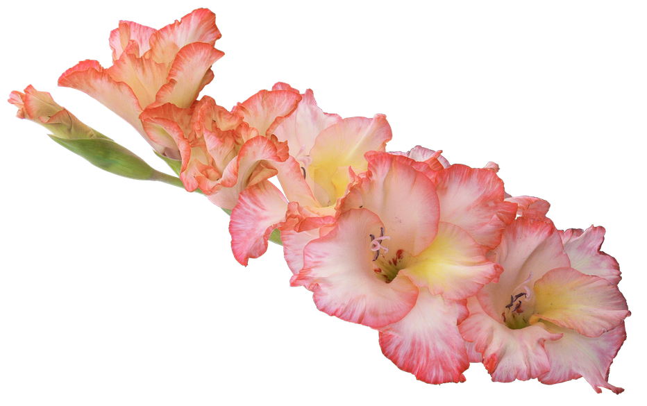 Gladiolus Flower Png Photos (black)