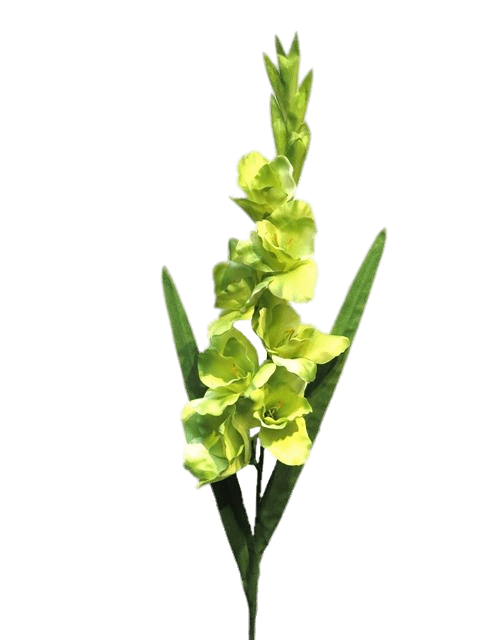 Gladiolus Flower Png Pic (gray)