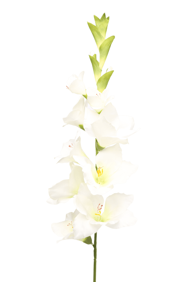 Gladiolus Flower Png Picture (gray, white)