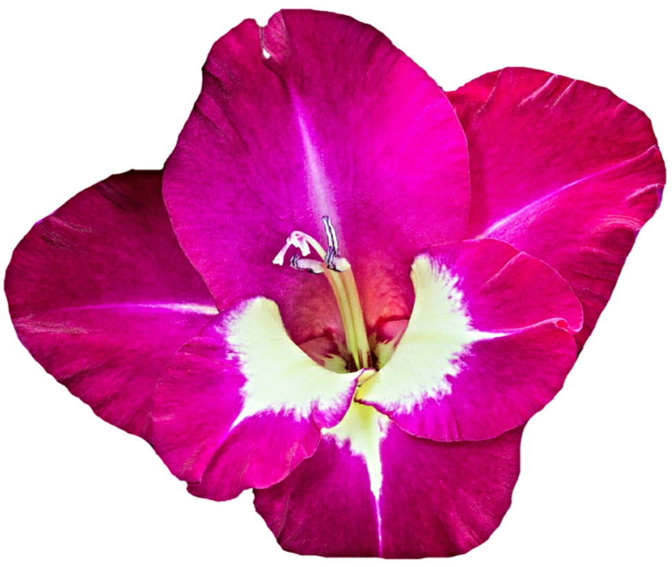 Gladiolus Flower Png (purple, black, maroon, purplish red)