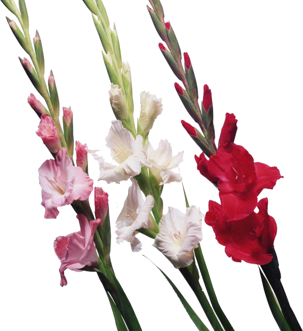 Gladiolus Flower Transparent (white)