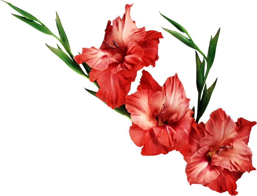 Gladiolus Png Clipart 1 (black)