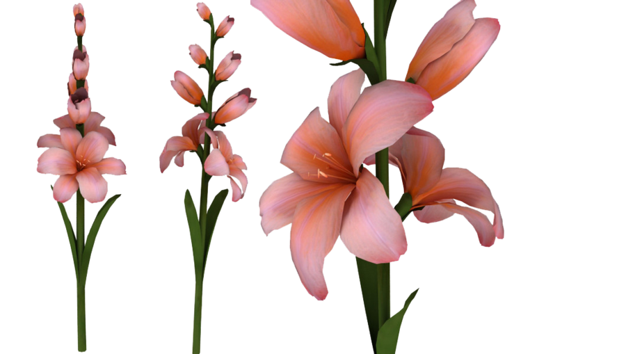 Gladiolus Png Cutout (black)