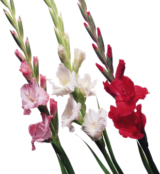 Gladiolus Png File 1 (black)