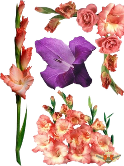 Gladiolus Png File (black)