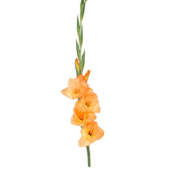 Gladiolus Png File (white, lavender, silver, beige, pink)