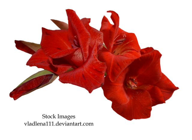 Gladiolus Png Free Download 1 (black, maroon)