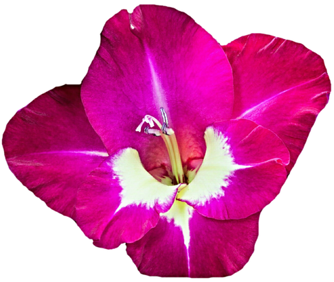 Gladiolus Png Free Download (black, purple, purplish red)