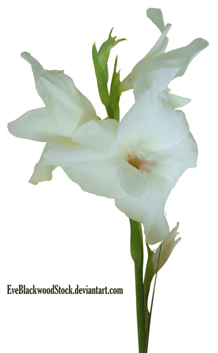 Gladiolus Png Hd Image (black, silver)