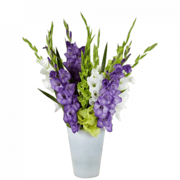 Gladiolus Png Image Hd (black, silver)