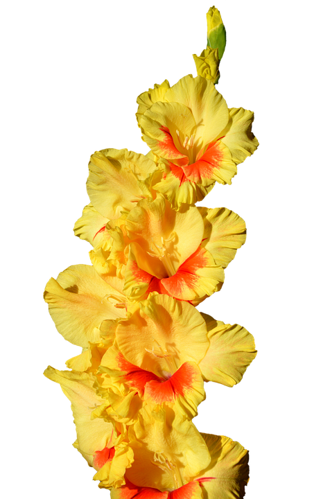 Gladiolus Png Images (black, salmon)