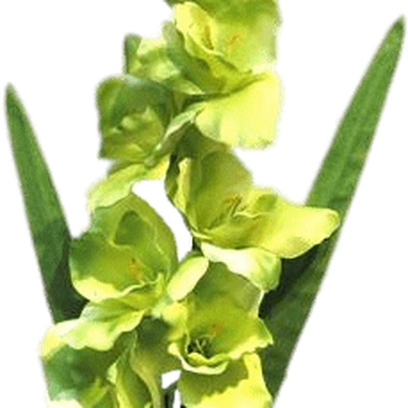 Gladiolus Png Photo (black, olive, gray)