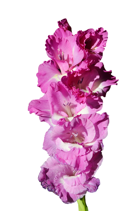 Gladiolus Png Photos (black, violet, plum)