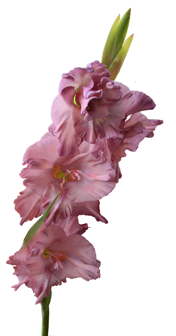 Gladiolus Png Pic (indigo, black, gray)